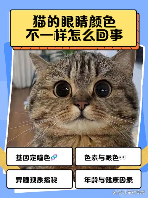 猫的两个眼睛颜色不一样是怎么回事