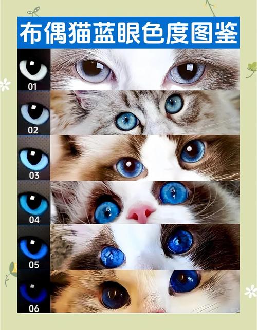 眼睛颜色不一样的猫是什么品种