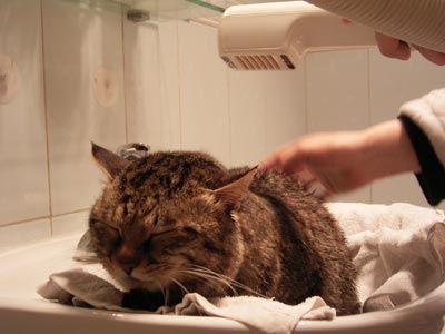 猫咪发情可以洗澡吗?