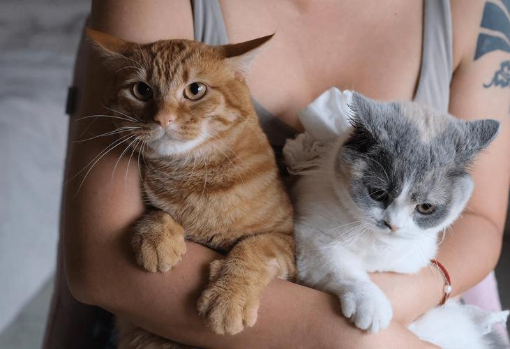 猫咪有点发情可以洗澡吗