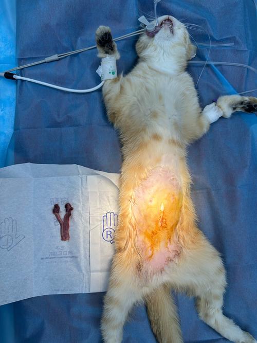 母猫绝育了是否就不会叫了