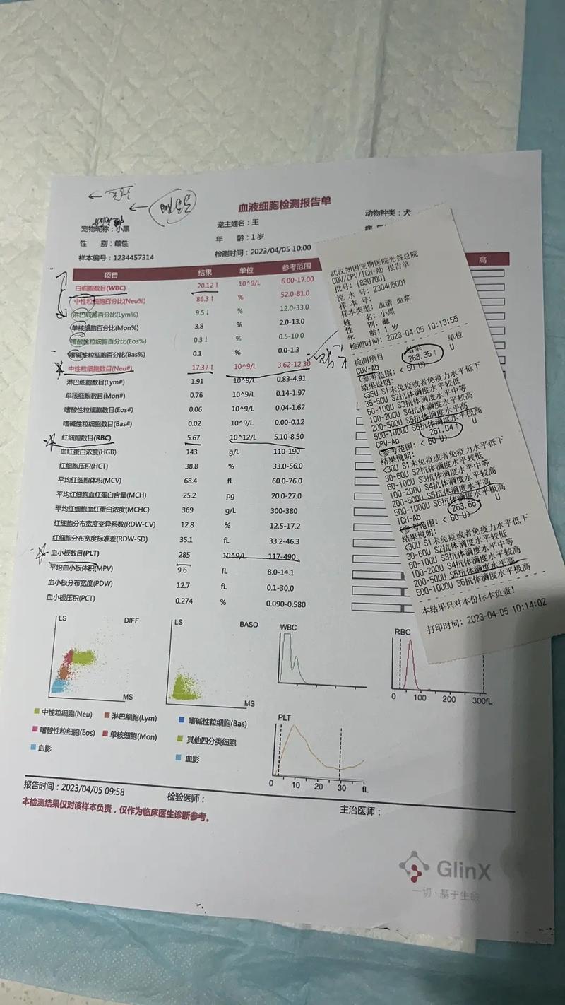 狗做化验多少钱狗检查生化项目