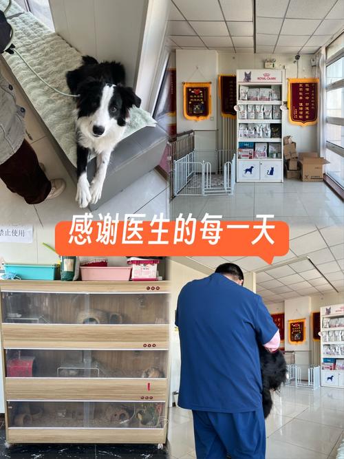 狗狗看病一般要多少钱?