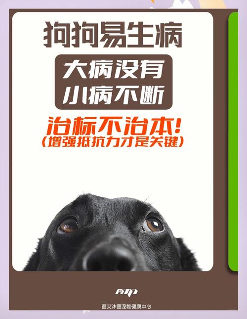 如何提高狗狗的免疫力?