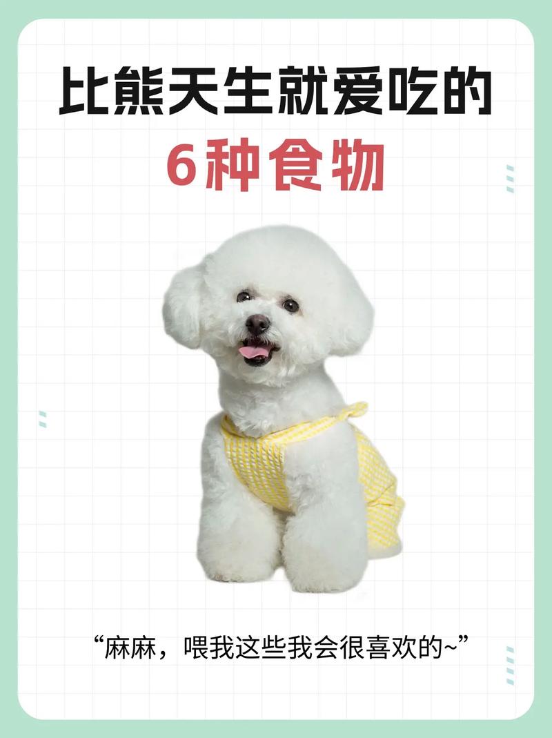 比熊可以吃魔芋紫薯粥吗?