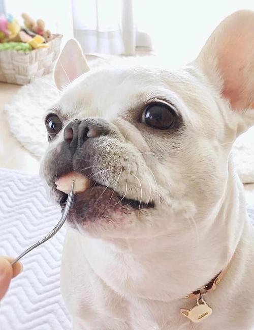 法斗可以吃魔芋吗