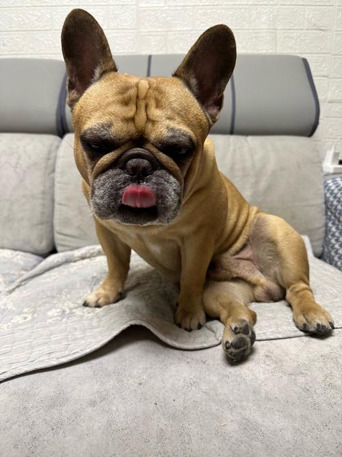 ...小狗要上桌子不给看可怜所以就给吃了一小块,过了一会狗狗_百度...