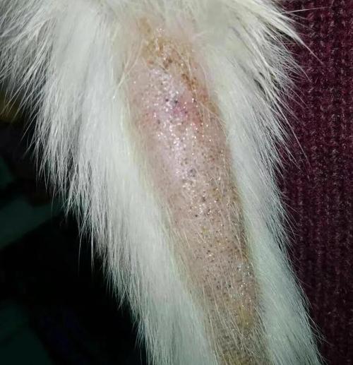 猫咪种马尾皮炎的治疗方法