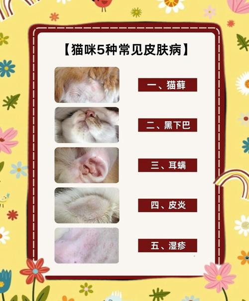 如何治愈猫咪皮肤病