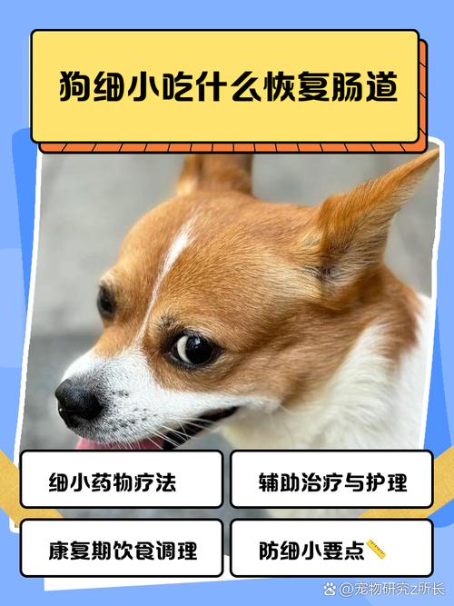 蒸鸡蛋可以给狗狗吃吗?还有这种水煮白菜。