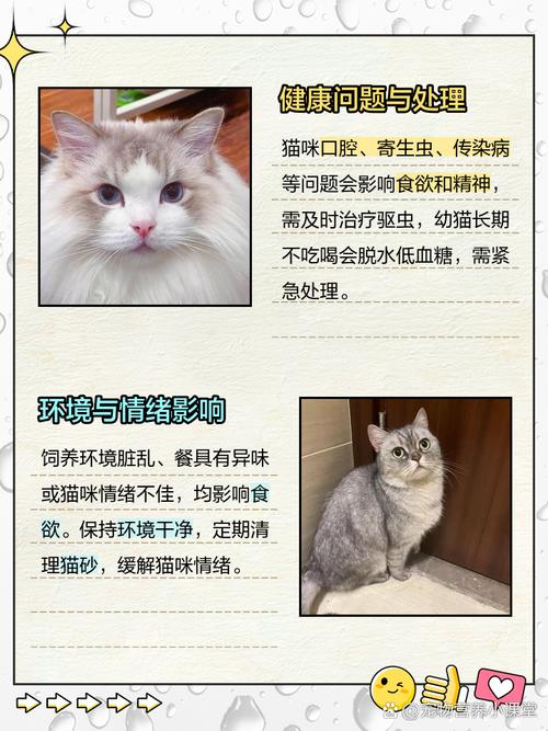 猫为什么突然不吃不喝没精神