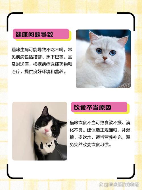 猫突然不吃不喝没精神