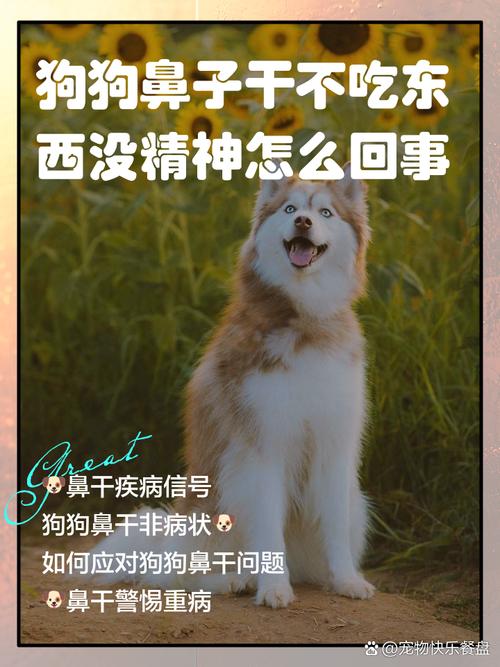 狗狗鼻子干没精神不吃东西怎么办