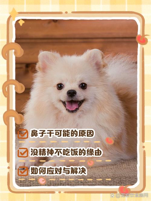 狗狗不吃东西,没精神,鼻子干,怎么办