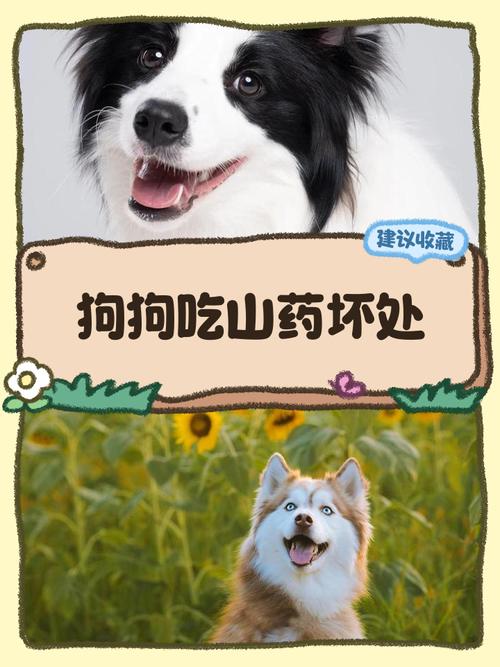 狗狗能不能吃山药