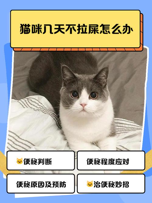 两个月的小猫不排便