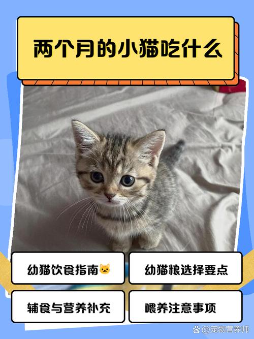 2个月大的猫咪吃什么东西?(详细)?