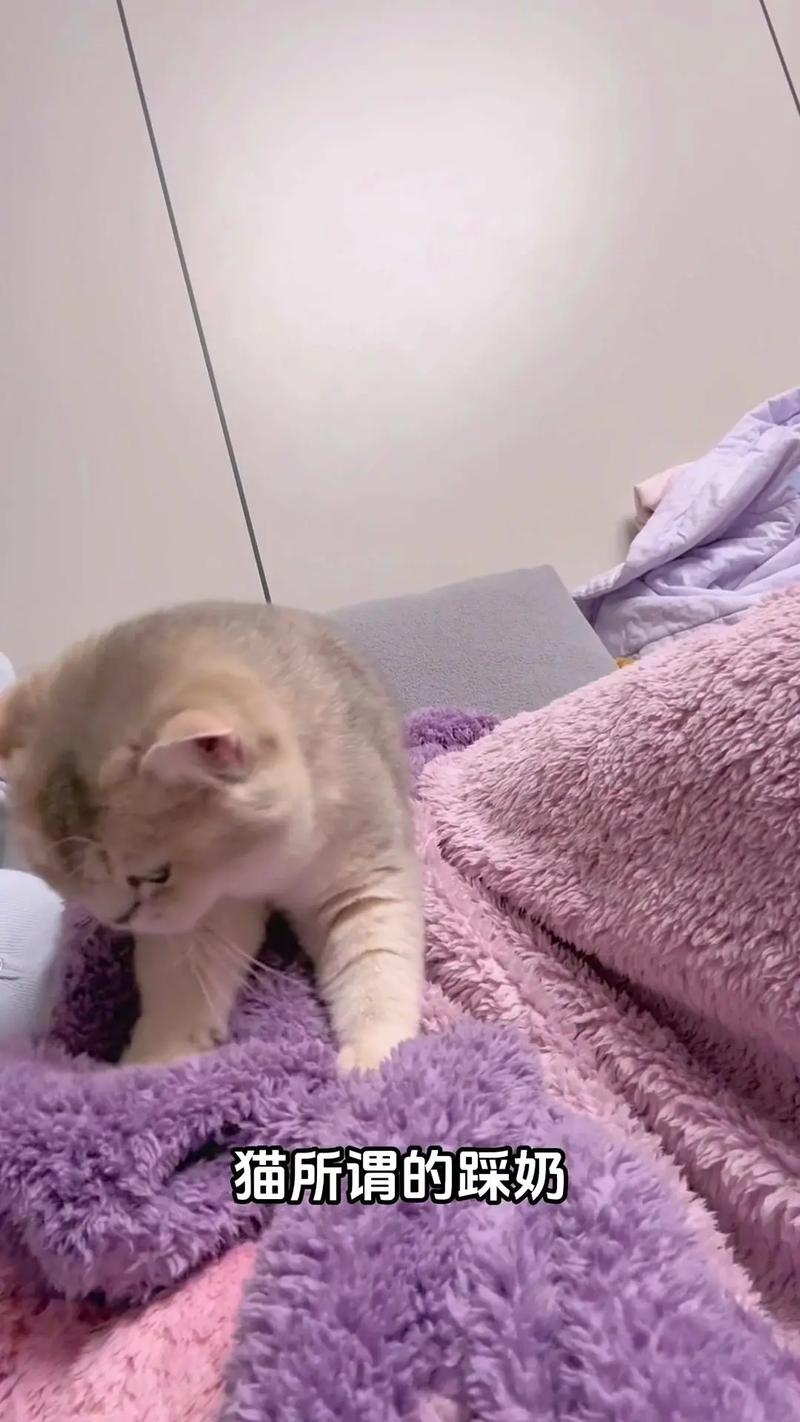 猫咪总爱在我身上踩奶是在表达些什么?