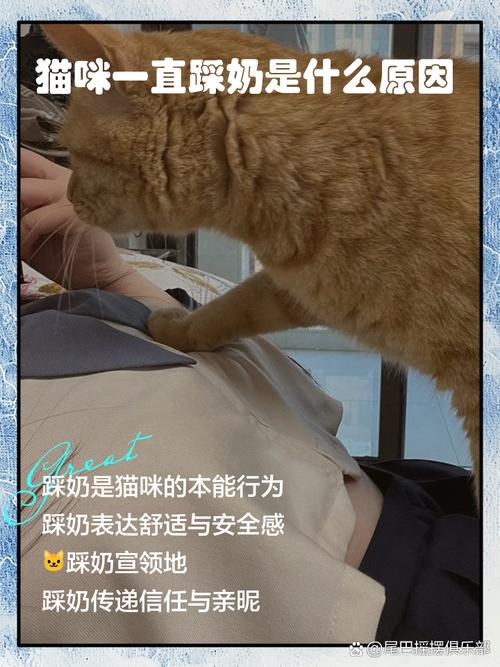 猫猫为什么会对人踩奶