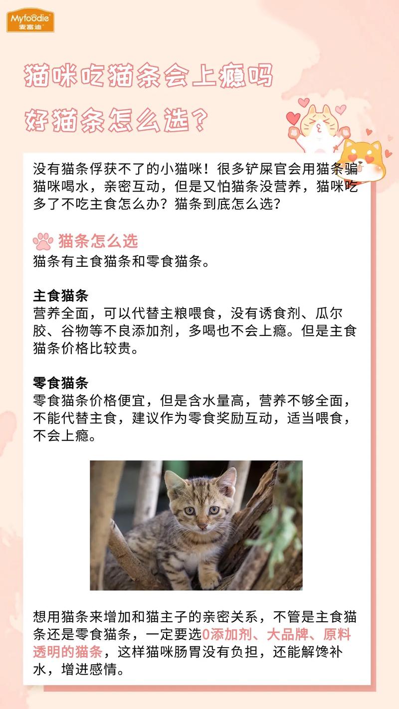 猫咪怕水吗为什么不喜欢给猫洗澡?