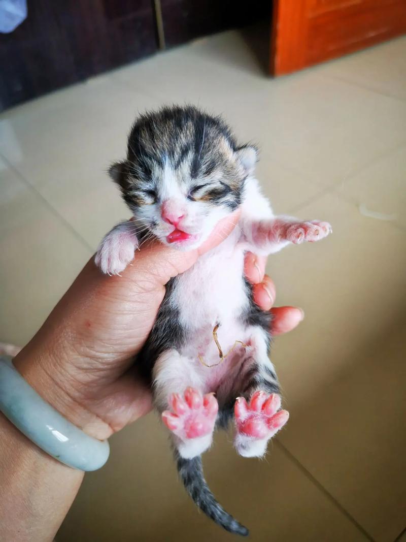 猫几天睁眼,不睁眼用扒吗