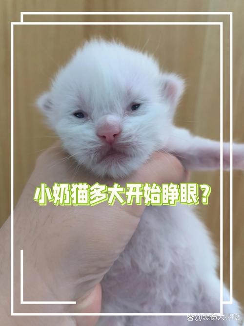 刚出生的小猫咪几天睁眼