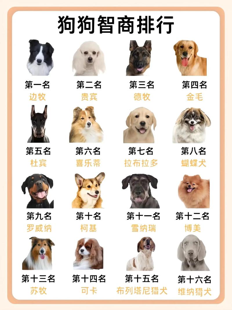 中国前十最聪明的狗排名智商前十名都有哪些