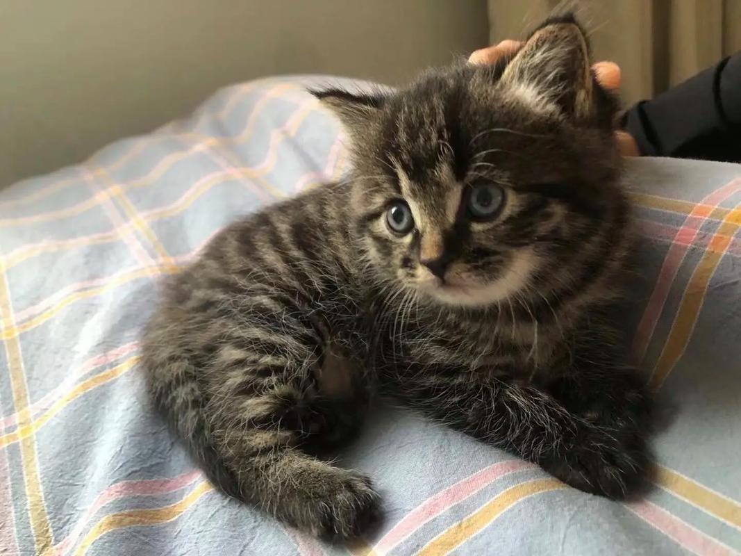 狸花猫几个月就不长个了