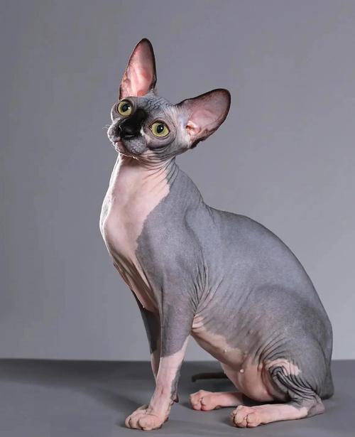 猫几个月停止生长