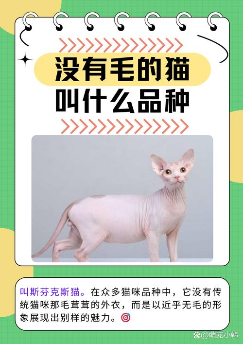 猫几个月定型不长了