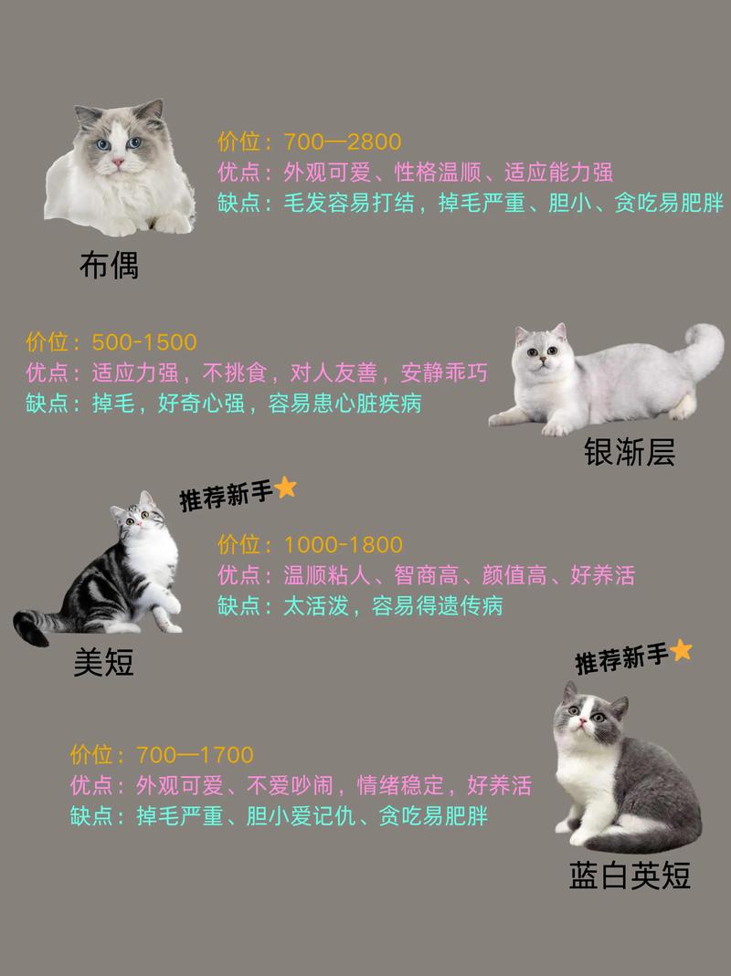 超好摸的猫猫有哪些品种?