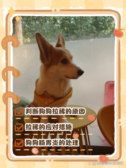 狗狗几天不吃东西没精神怎么办