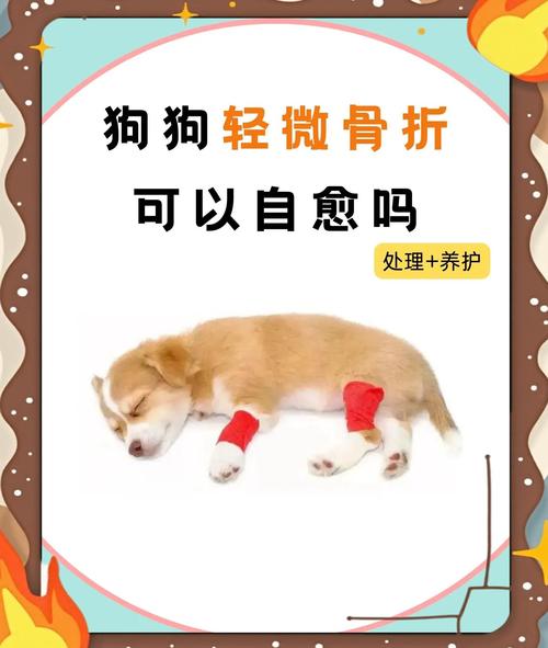 狗狗骨折不治的后果