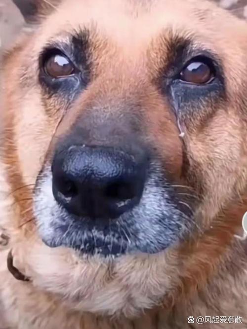 狗哭是什么样子什么声音的?