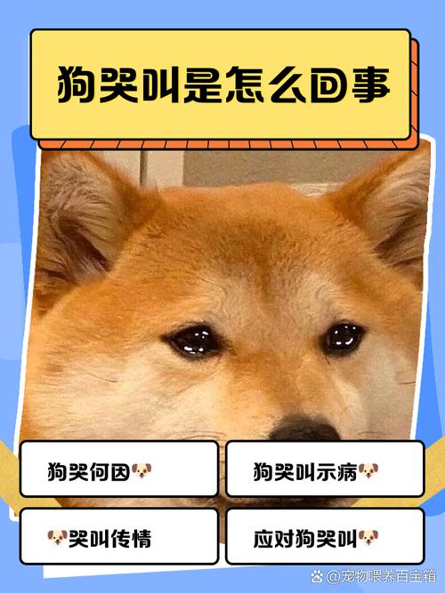 (急!!!)狗哭是怎么回事