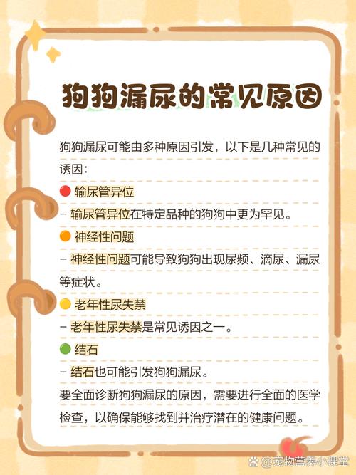 狗狗睡觉无意识流了尿