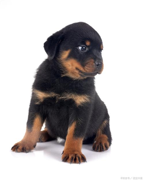 狗狗几个月算成年犬