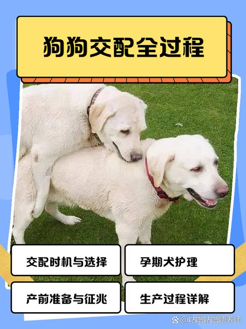 ...交配生下来的小狗狗,已经八个月了,他现在算成犬吗