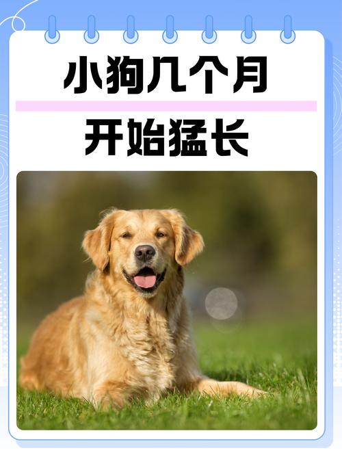 狗狗多大才是成犬啊?