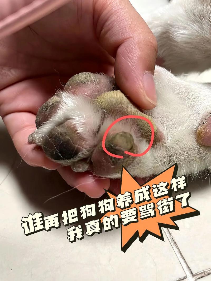 狗狗被开水烫了怎么办?