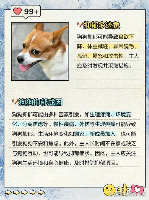 怎么鉴别狗狗是否得抑郁了