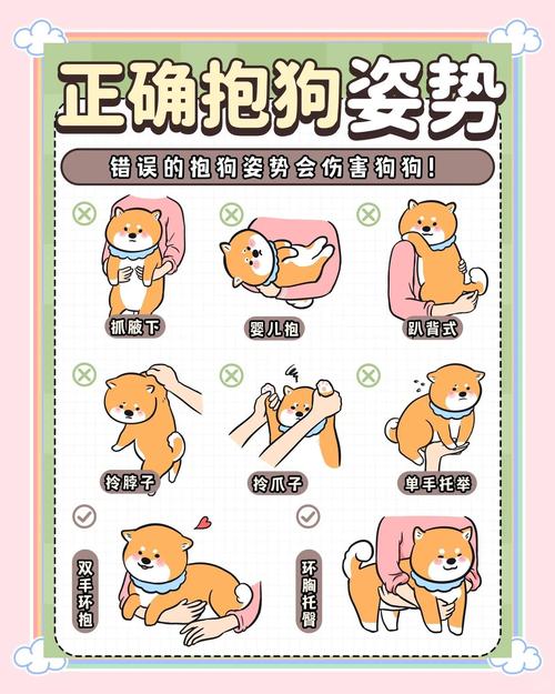 怎样与狗狗玩耍?