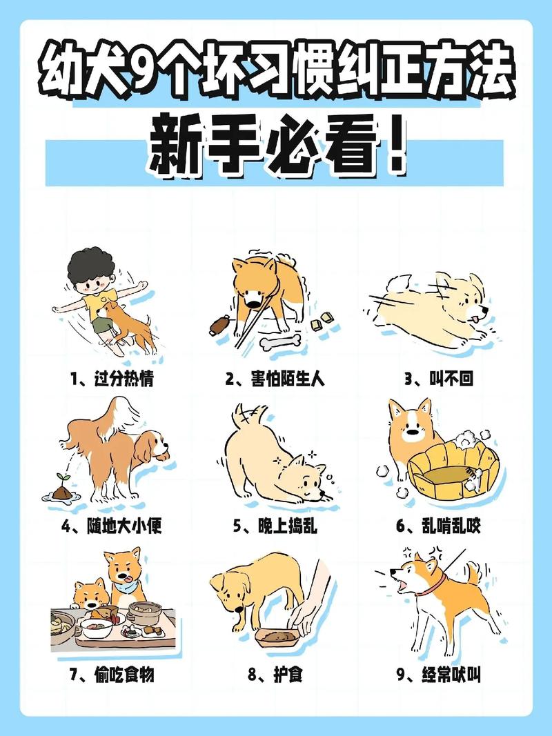 怎么和狗狗玩耍?