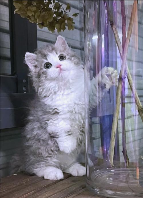 塞尔凯克卷毛猫有牙结石怎么办