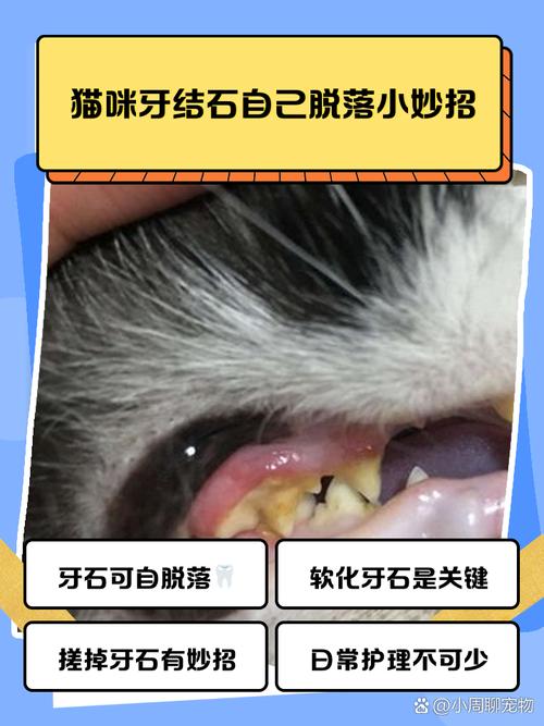 猫咪牙结石怎么去除
