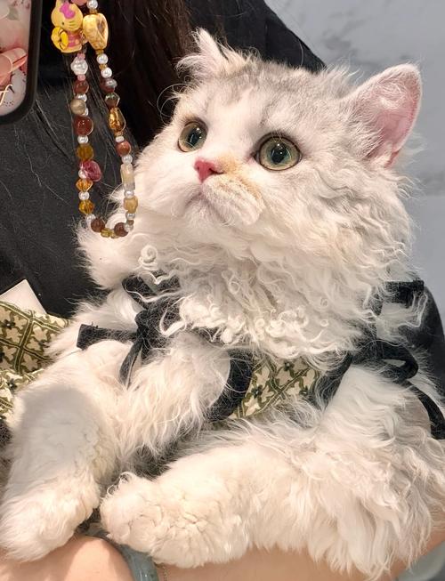 猫咪牙结石应该怎么处理比较好?