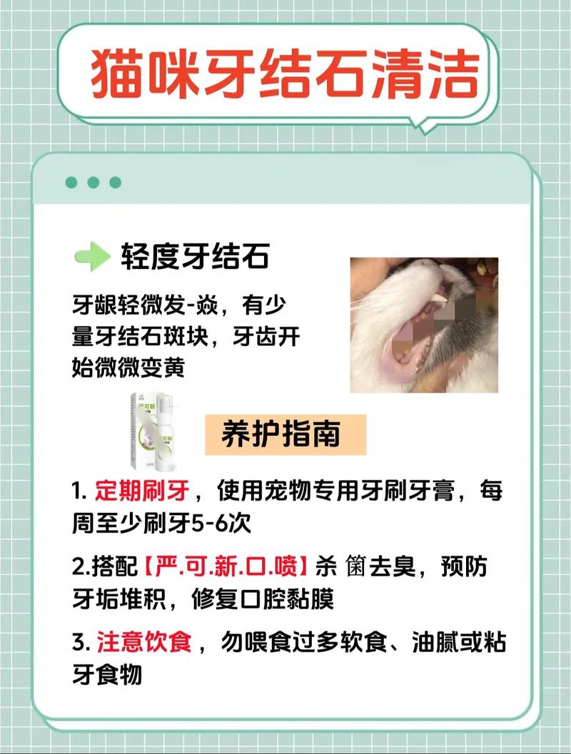 猫咪牙结石清理办法