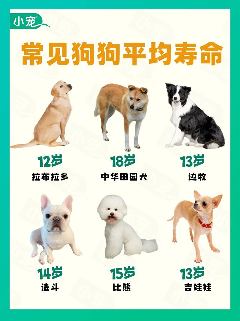 狗活多少年狗的寿命一般有几年