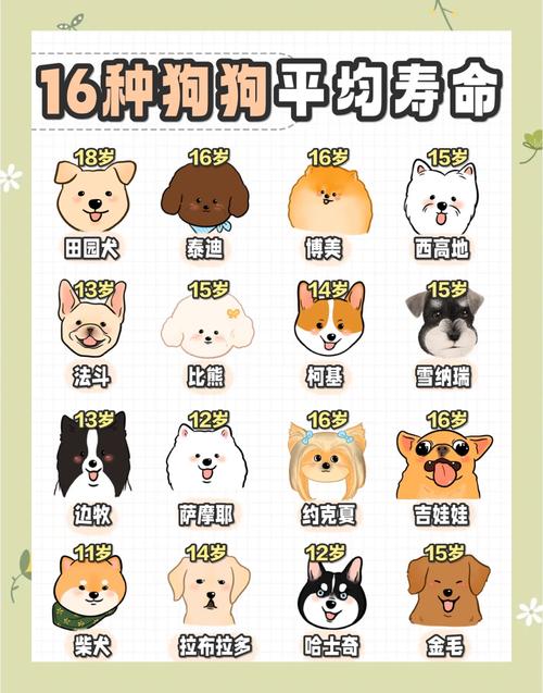 狗狗九年了相当于青年,中年,还是老年,还会活多久?