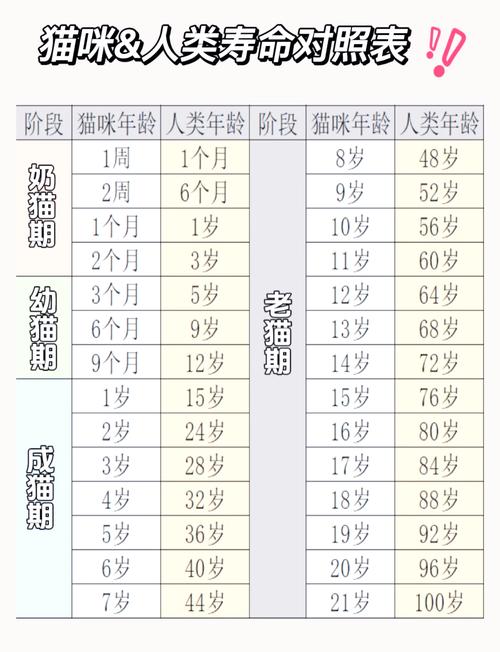 怎么判断猫的年龄